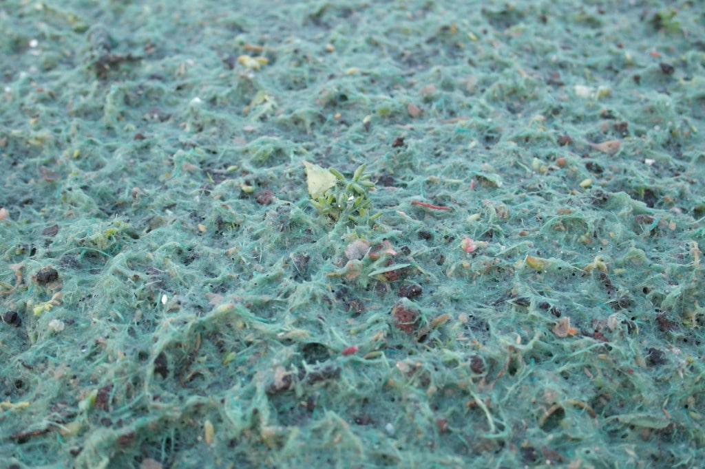 Hydroseeding van Sedum Sprossen, hydrosedum