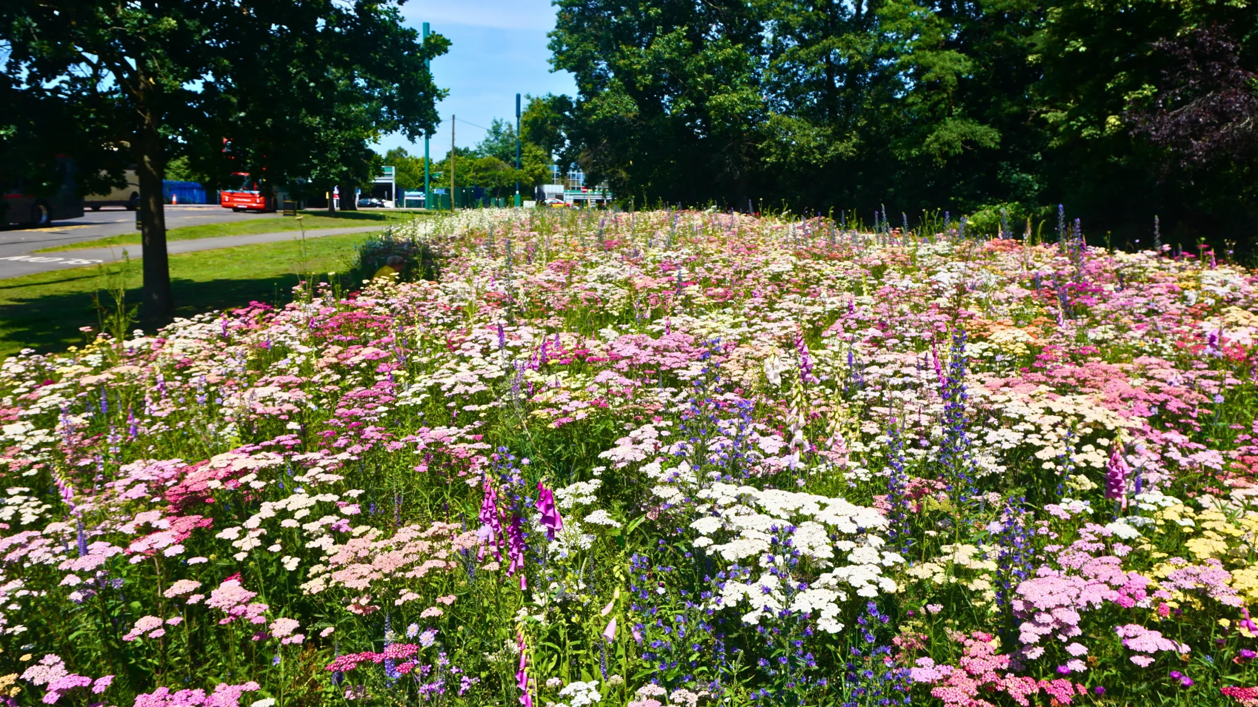 Bloomingfields: Het Perfecte Huwelijk tussen gezaaide Vaste Planten Borders en Hydroseeding.